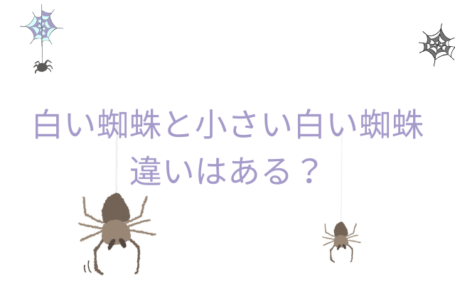 白い蜘蛛と小さい蜘蛛の違い